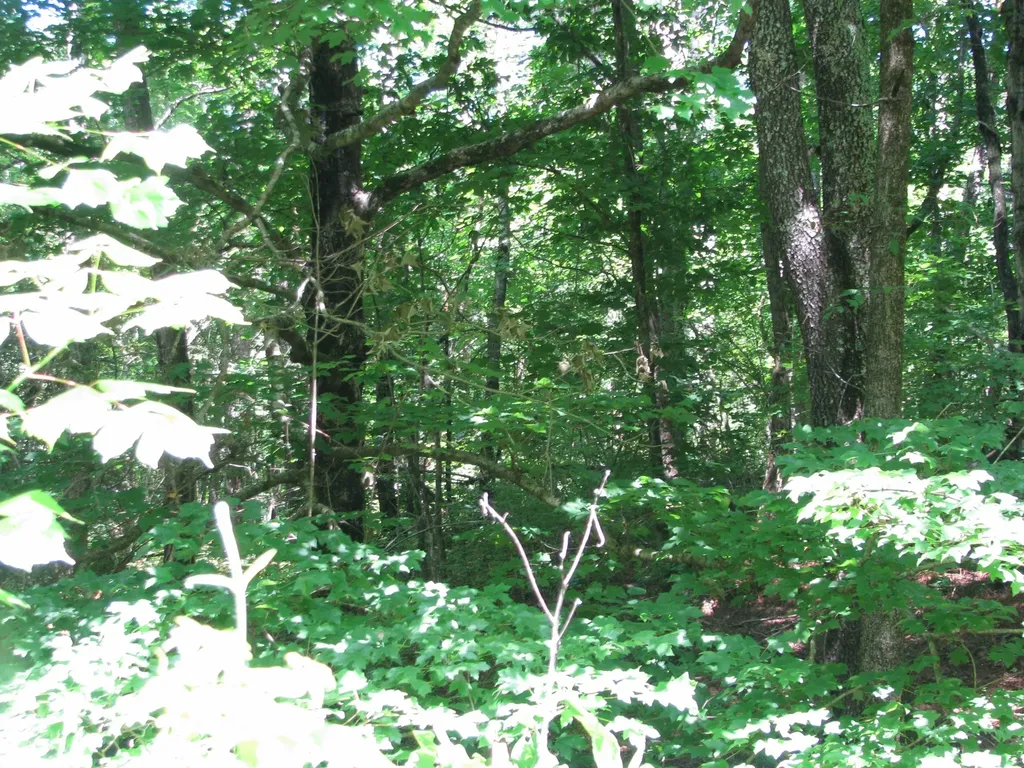 0 Matthews Hollow Road Waverly TN 37185
