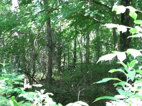 0 Matthews Hollow Road Waverly TN 37185