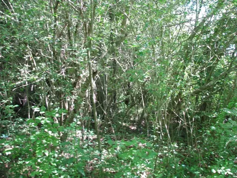 0 Matthews Hollow Road Waverly TN 37185
