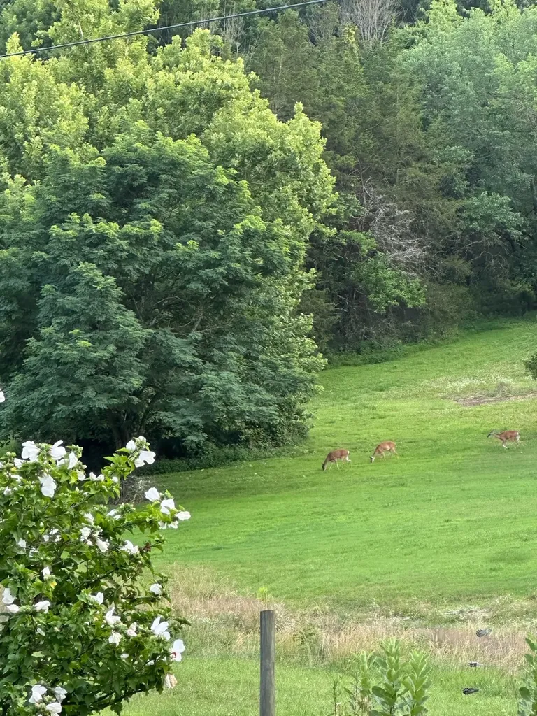 2770 Beech Log Road Watertown TN 37184