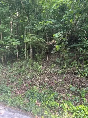 0 Seymour Hollow Road Whites Creek TN 37189