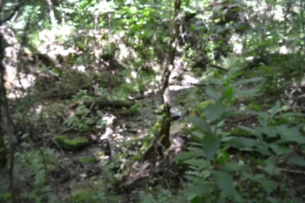 425 Baugh Hollow Lane Gainesboro TN 38562
