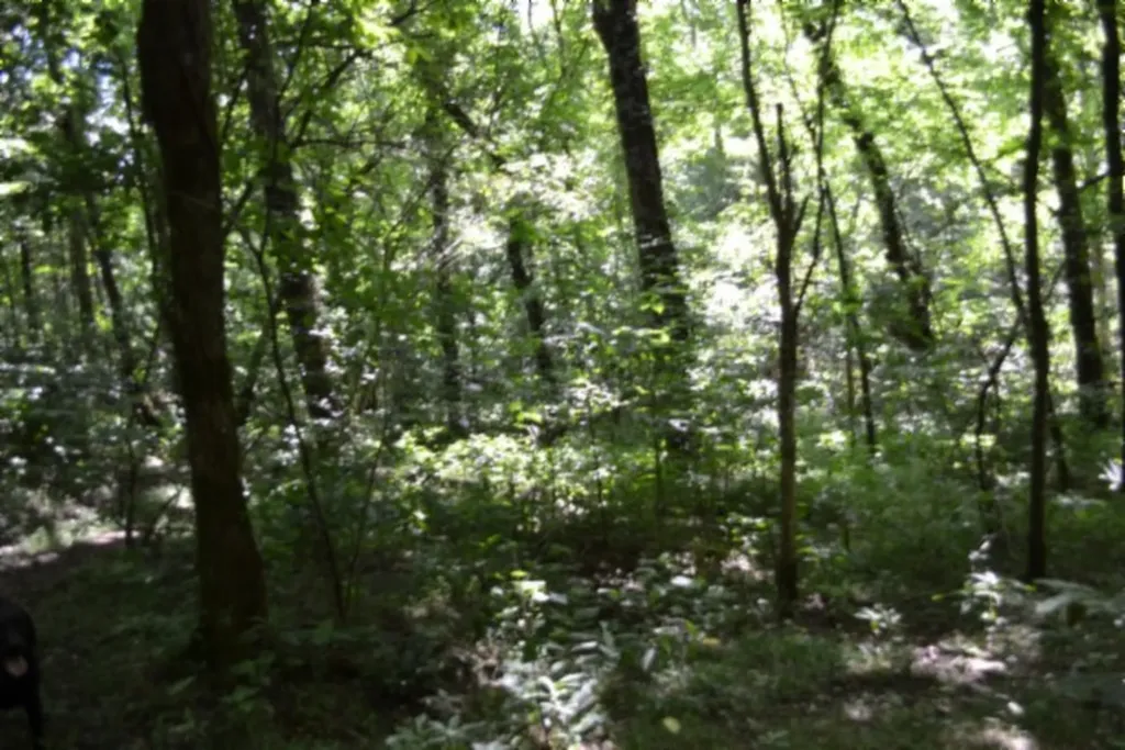 425 Baugh Hollow Lane Gainesboro TN 38562