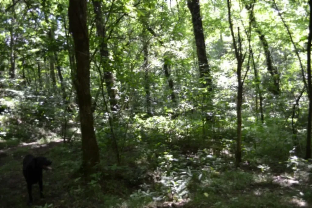 425 Baugh Hollow Lane Gainesboro TN 38562
