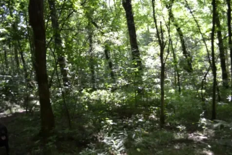 425 Baugh Hollow Lane Gainesboro TN 38562