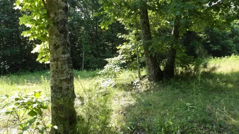 0 Pleasant Cemetery Lane Gainesboro TN 38562
