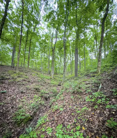7447 Greer Road, N Goodlettsville TN 37072