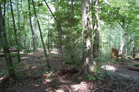 65 Dogwood Lane Dunlap TN 37327