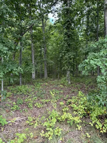 257 Saddlebrook Drive Hohenwald TN 38462