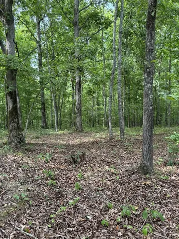 257 Saddlebrook Drive Hohenwald TN 38462