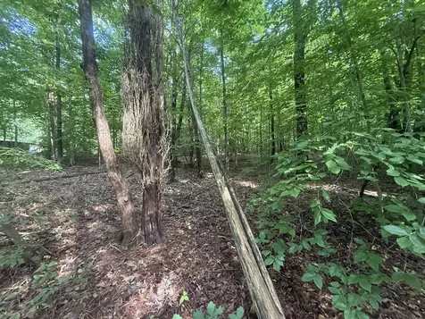 0 Caney Creek Road Stewart TN 37175