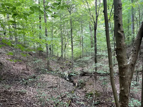 0 Mcclanahan Road Hampshire TN 38461