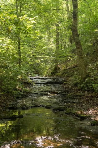 0 Shoals Branch Road Primm Springs TN 38476