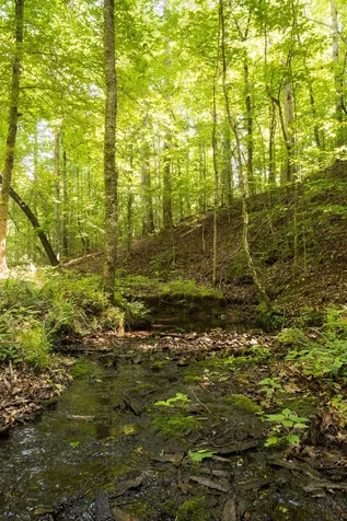0 Shoals Branch Road Primm Springs TN 38476