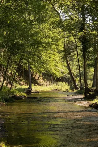 0 Shoals Branch Road Primm Springs TN 38476