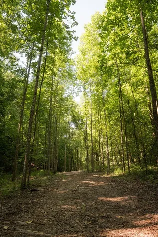 0 Shoals Branch Road Primm Springs TN 38476