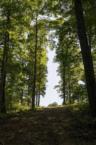 0 Shoals Branch Road Primm Springs TN 38476