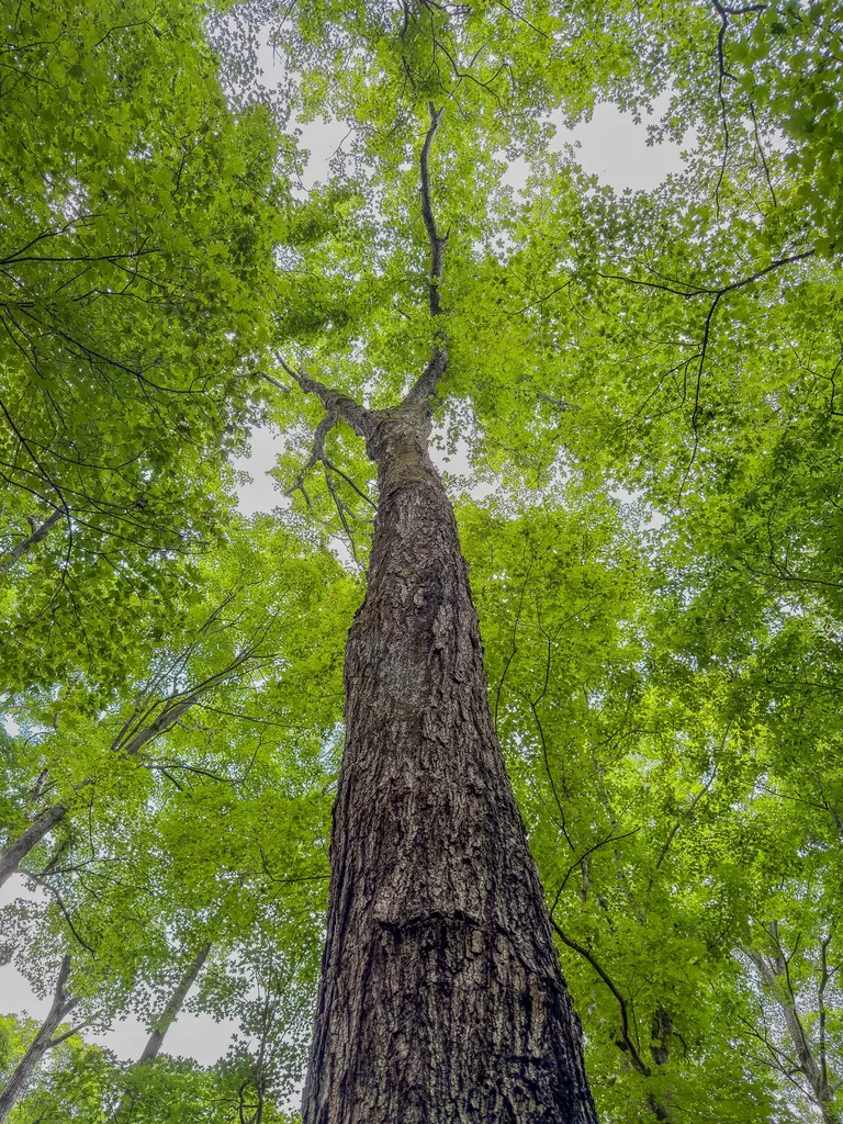 1300 Narrows Of The Harpeth Road Kingston Springs TN 37082