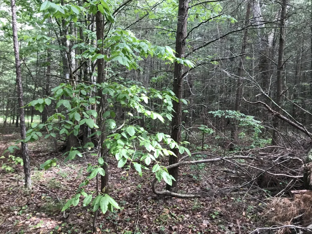 0 Quail Trail Dunlap TN 37327