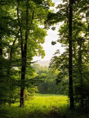 3556 Buford Station Road Lynnville TN 38472