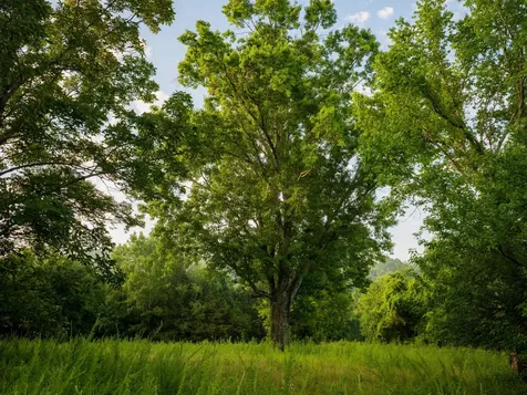 3556 Buford Station Road Lynnville TN 38472