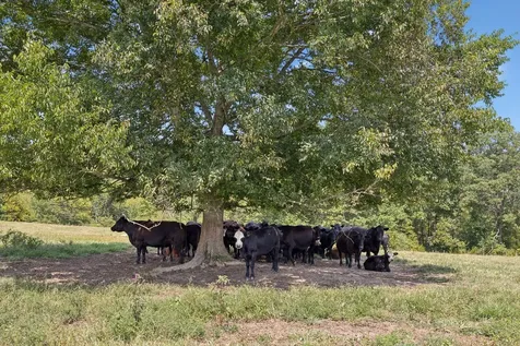 5 N Lick Creek Road Franklin TN 37064