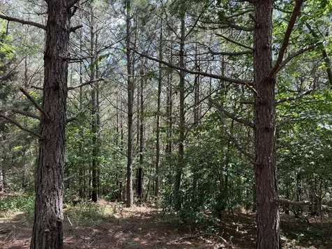 236 Center Ridge Drive Hohenwald TN 38462