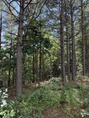 236 Center Ridge Drive Hohenwald TN 38462