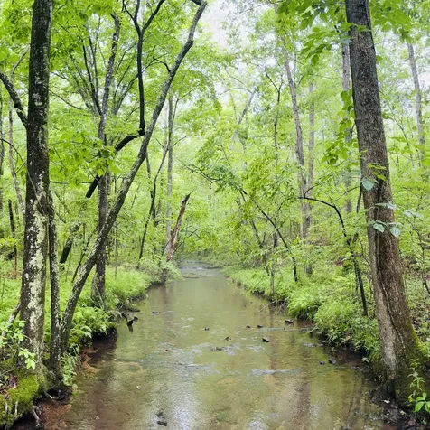 236 Center Ridge Drive Hohenwald TN 38462