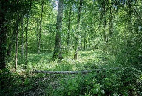 0 Pulaski Highway Fayetteville TN 37334