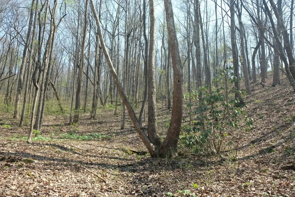 3578 Wolf Creek Road Spring City TN 37381