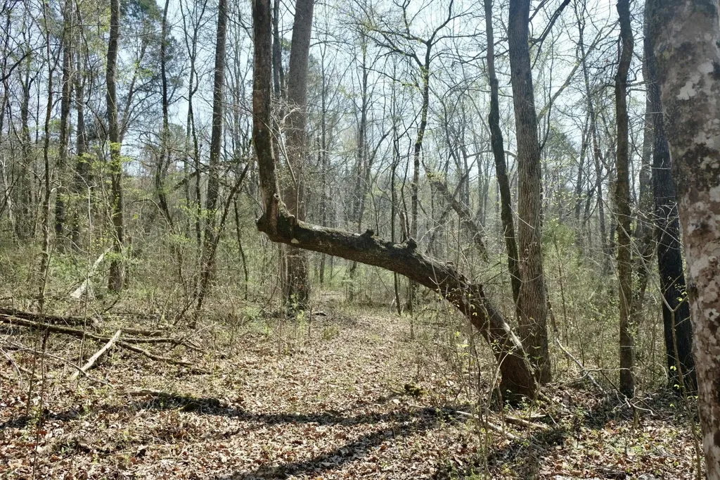 3578 Wolf Creek Road Spring City TN 37381