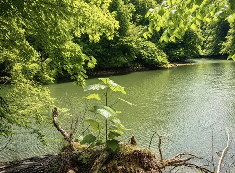 0 Elklore Avenue Estill Springs TN 37330