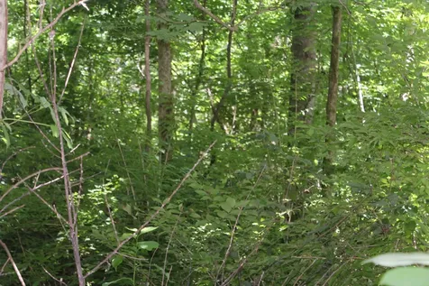 3978 Dry Fork Road Whites Creek TN 37189