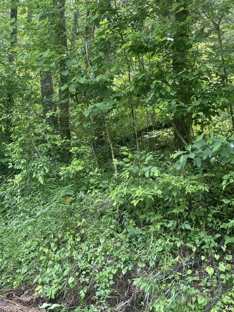 457 Shiloh Road Crawford TN 38554