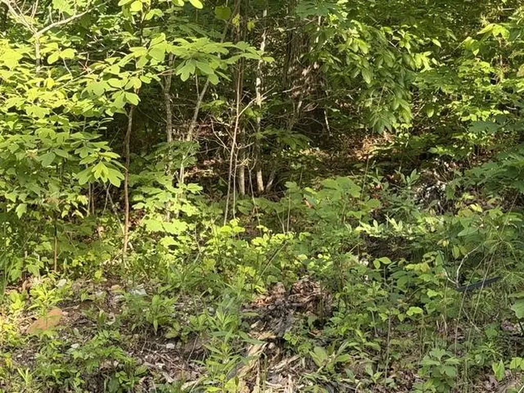 196 Big Bluff View Pikeville TN 37367