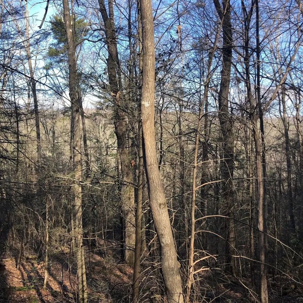 450 Holder Cemetery Road Tellico Plains TN 37385