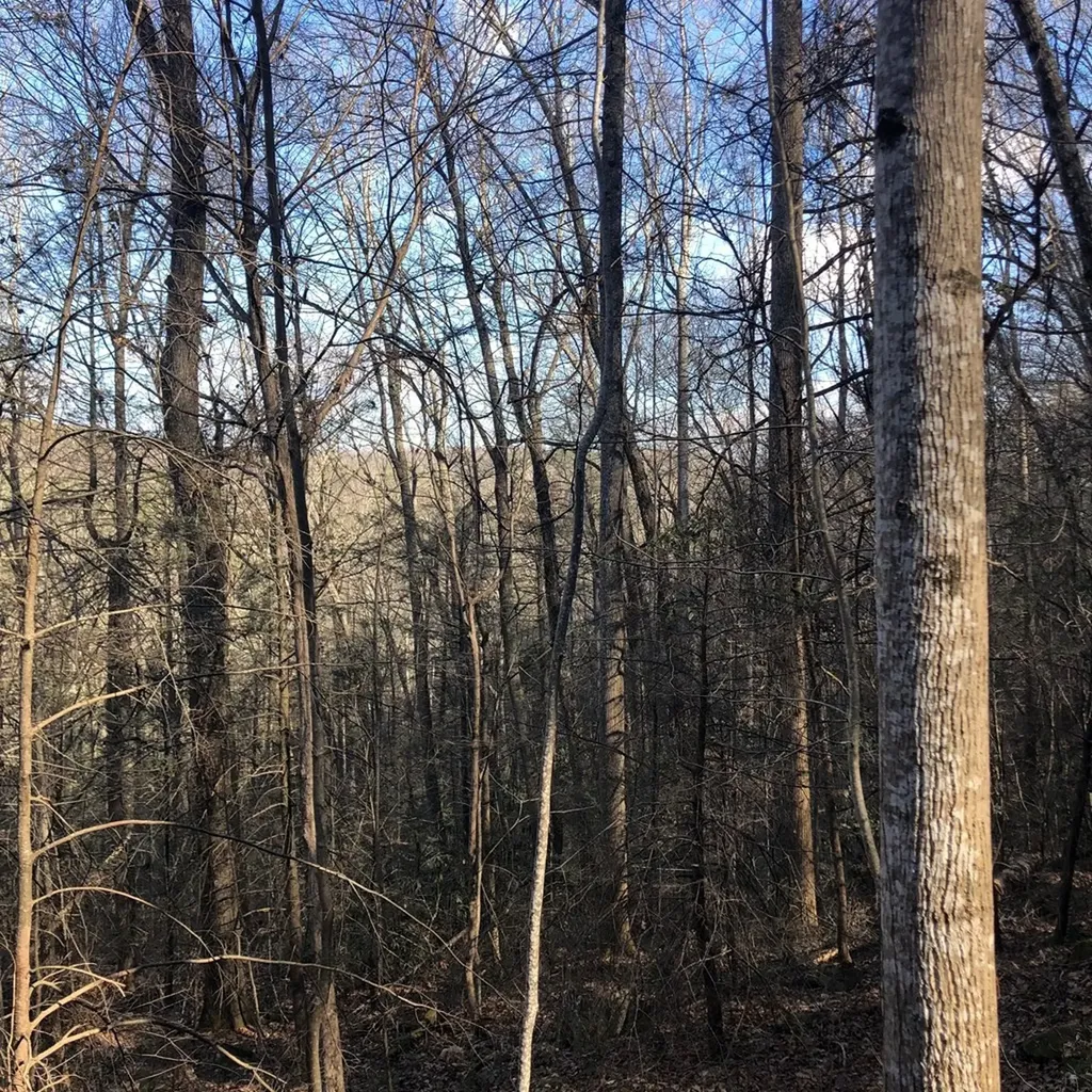 450 Holder Cemetery Road Tellico Plains TN 37385
