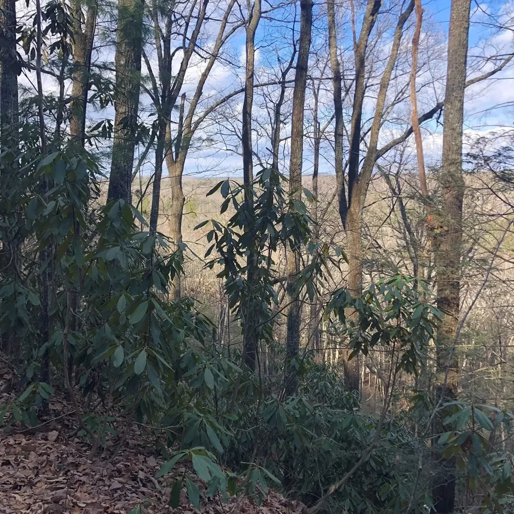 450 Holder Cemetery Road Tellico Plains TN 37385