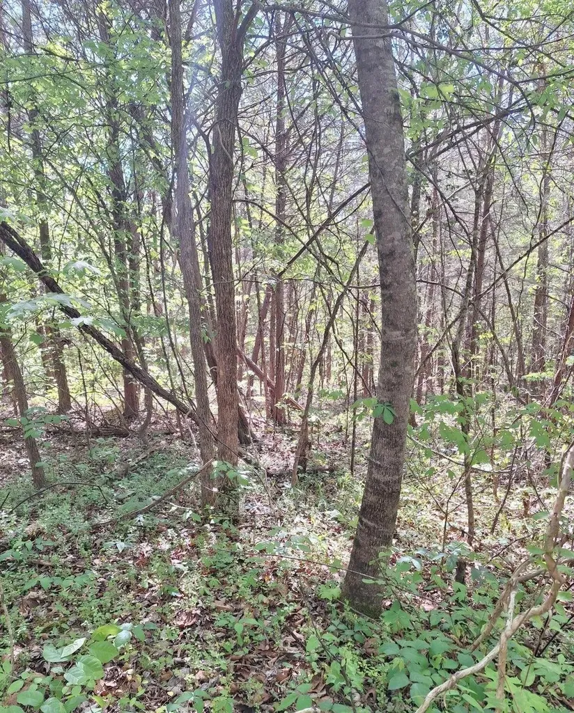 374 Payne Road Tellico Plains TN 37385