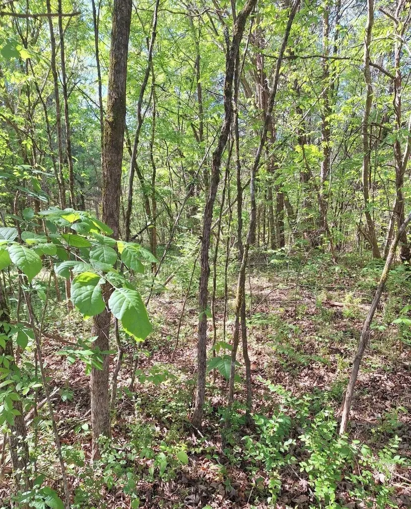374 Payne Road Tellico Plains TN 37385