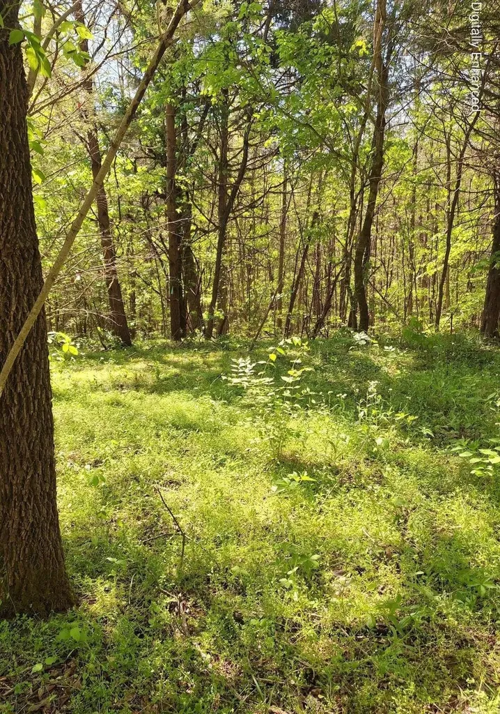 374 Payne Road Tellico Plains TN 37385