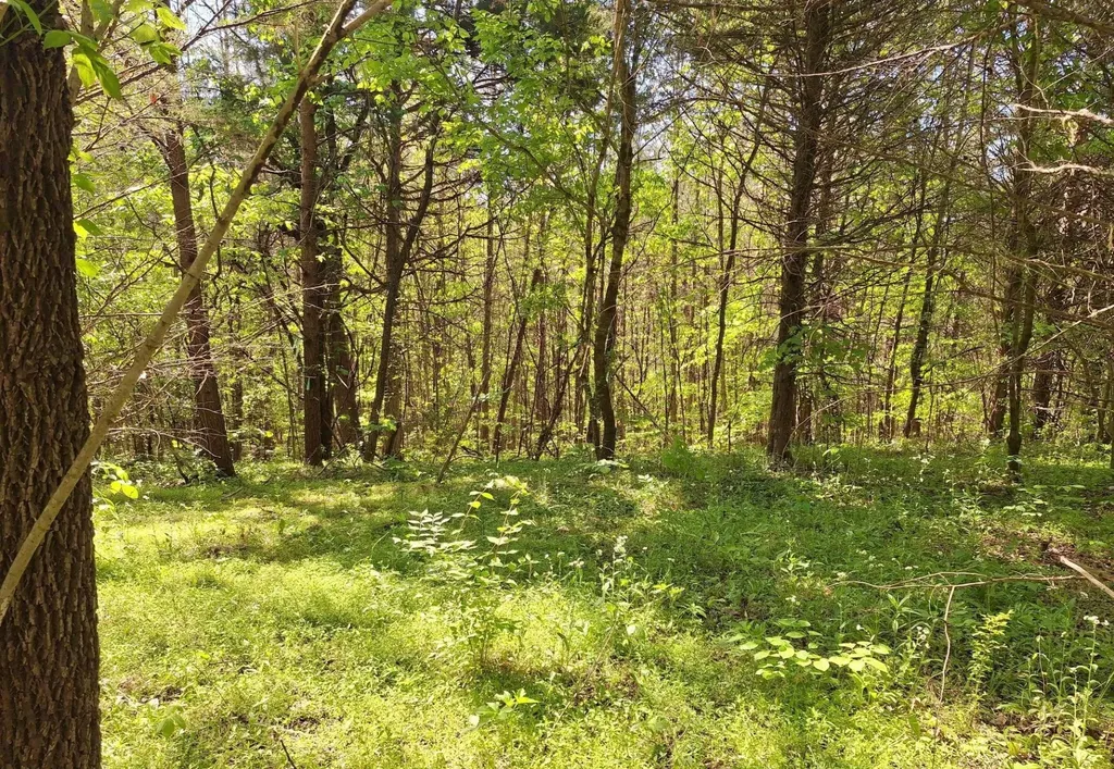 374 Payne Road Tellico Plains TN 37385