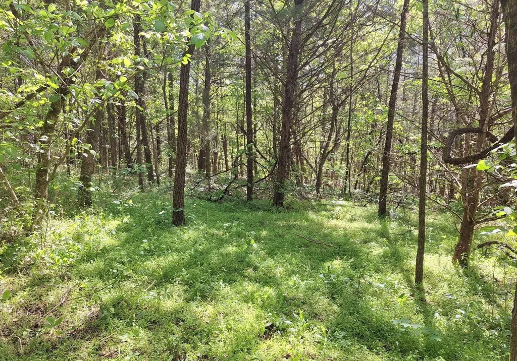 374 Payne Road Tellico Plains TN 37385