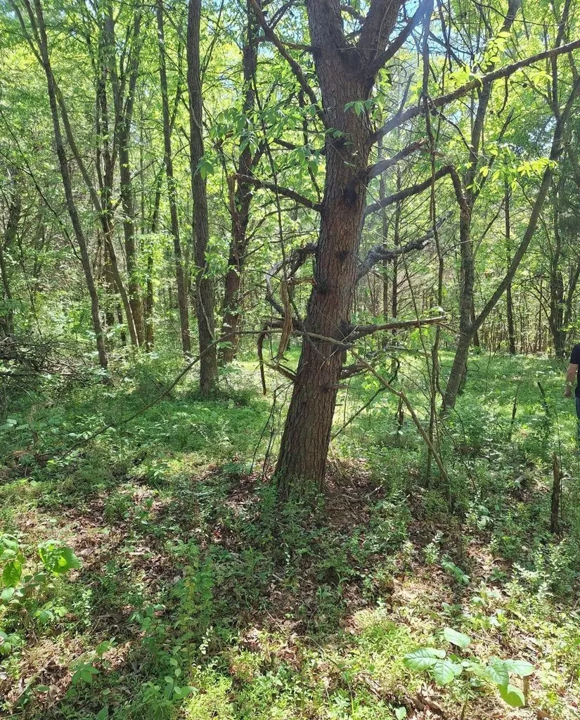 374 Payne Road Tellico Plains TN 37385