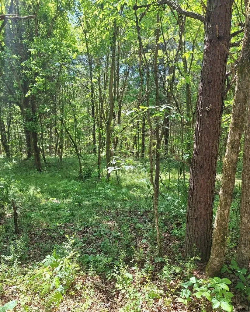 374 Payne Road Tellico Plains TN 37385