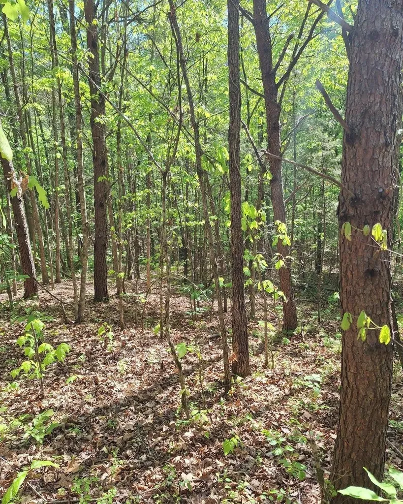 374 Payne Road Tellico Plains TN 37385