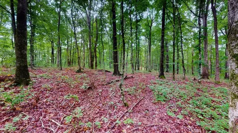 0 Little Hurricane Creek Mc Ewen TN 37101
