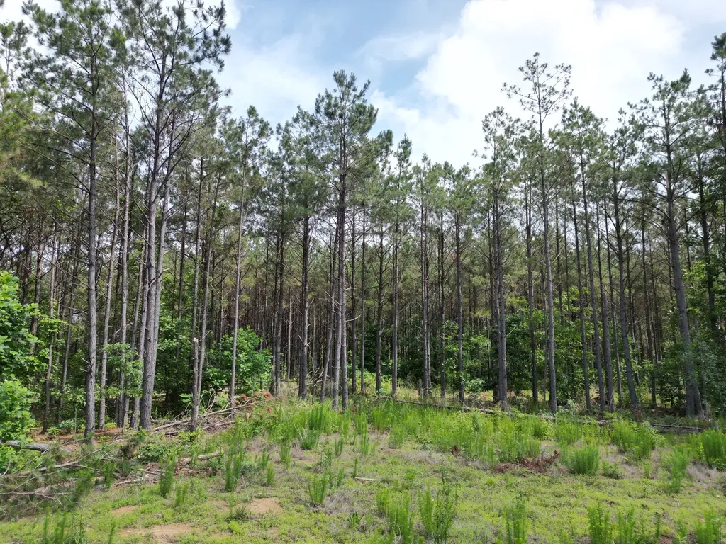 105 Alfred Lane Hohenwald TN 38462