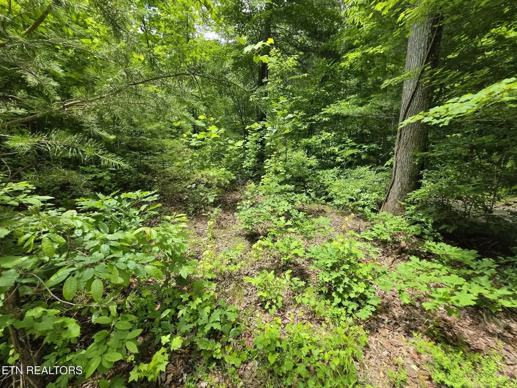 195 Sherwood Lane Harriman TN 37748